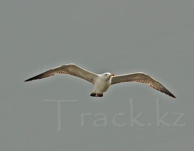 Морской голубок - Slender-billed Gull-Larus genei